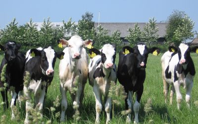 Afschrijving aanhorigheid bedrijfsgebouw